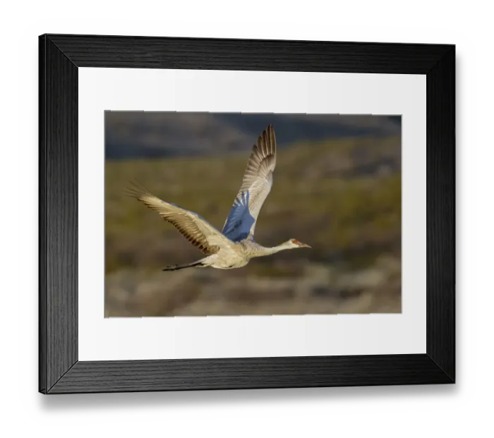 Framed Print : Sandhill crane flying. Bosque del Apache National Wildlife Refuge, New Mexico Framed Print : Sandhill crane flying. Bosque del Apache National Wildlife Refuge, New Mexico