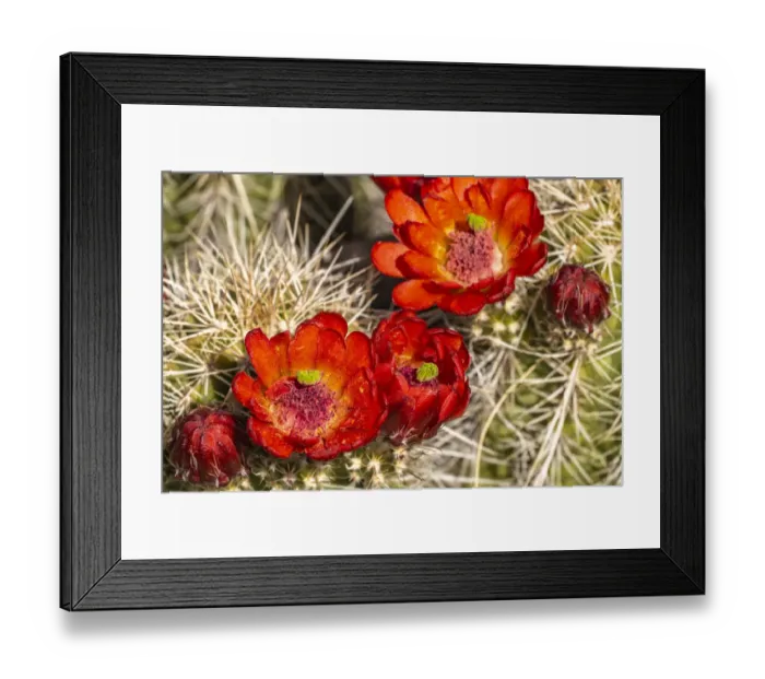 Framed Print : USA, New Mexico, Sandia Mountains. Claret-cup cactus blossoms Framed Print : USA, New Mexico, Sandia Mountains. Claret-cup cactus blossoms