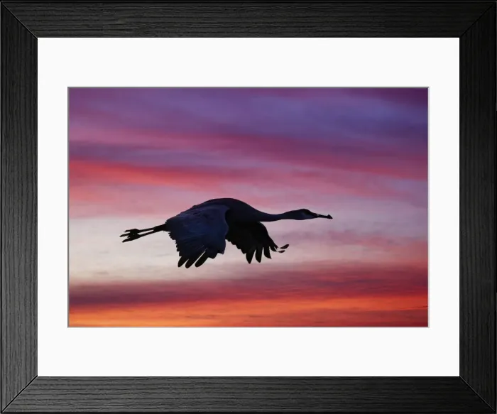 Framed Print : Sandhill crane silhouetted flying at sunset. Bosque del Apache National Wildlife Refuge, New Mexico Framed Print : Sandhill crane silhouetted flying at sunset. Bosque del Apache National Wildlife Refuge, New Mexico