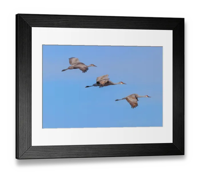 Framed Print : Sandhill cranes flying. Bosque del Apache National Wildlife Refuge, New Mexico