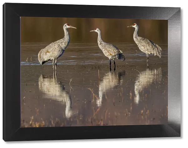 Sandhill cranes standing in pond. Bosque del Apache National Wildlife Refuge, New Mexico