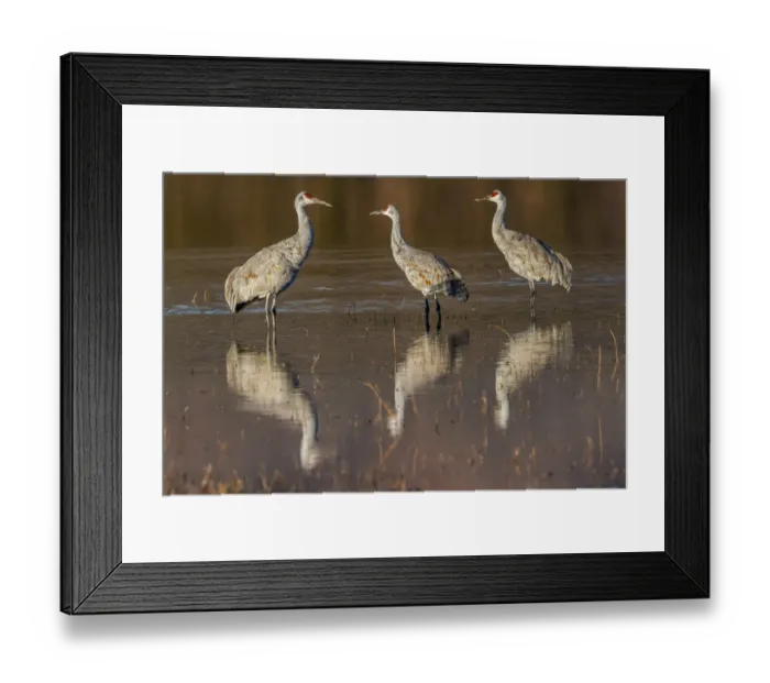 Framed Print : Sandhill cranes standing in pond. Bosque del Apache National Wildlife Refuge, New Mexico Framed Print : Sandhill cranes standing in pond. Bosque del Apache National Wildlife Refuge, New Mexico