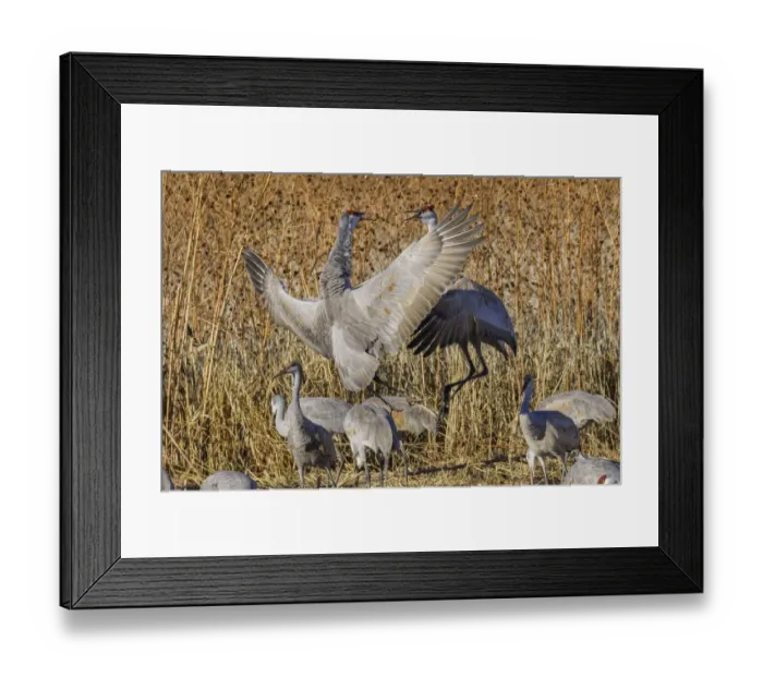 Framed Print : Sandhill crane fighting at a crop field. Bosque del Apache National Wildlife Refuge, New Mexico Framed Print : Sandhill crane fighting at a crop field. Bosque del Apache National Wildlife Refuge, New Mexico