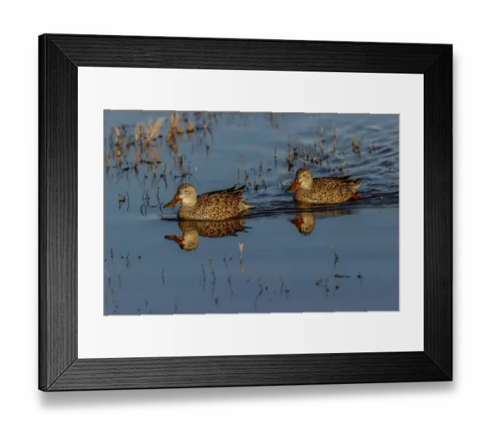 Framed Print : Pair of female Northern shovelers. Bosque del Apache National Wildlife Refuge, New Mexico Framed Print : Pair of female Northern shovelers. Bosque del Apache National Wildlife Refuge, New Mexico