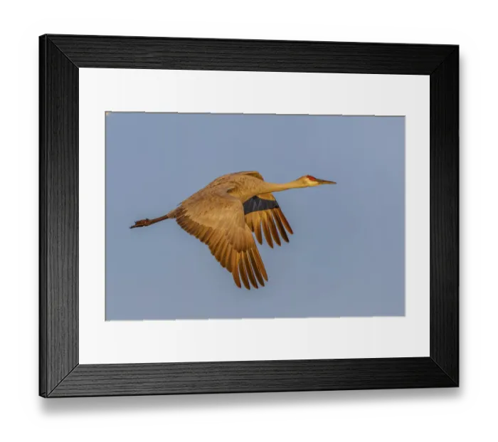 Framed Print : Sandhill crane flying at sunrise. Bosque del Apache National Wildlife Refuge, New Mexico Framed Print : Sandhill crane flying at sunrise. Bosque del Apache National Wildlife Refuge, New Mexico