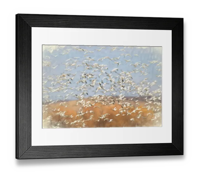 Framed Print : Painting effect on snow geese flying. Bosque del Apache National Wildlife Refuge, New Mexico Framed Print : Painting effect on snow geese flying. Bosque del Apache National Wildlife Refuge, New Mexico