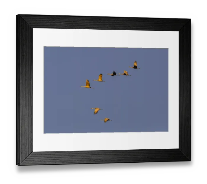 Framed Print : Sandhill cranes flying at sunrise. Bosque del Apache National Wildlife Refuge, New Mexico