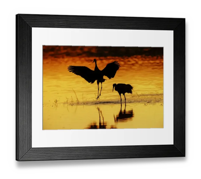 Framed Print : Sandhill cranes silhouetted at sunset. Bosque del Apache National Wildlife Refuge, New Mexico