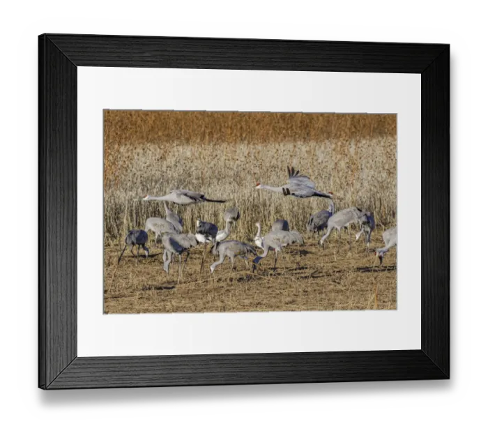 Framed Print : Sandhill crane flying a crop field. Bosque del Apache National Wildlife Refuge, New Mexico
