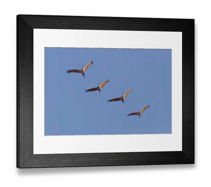 Framed Print : Sandhill cranes flying at sunrise. Bosque del Apache National Wildlife Refuge, New Mexico