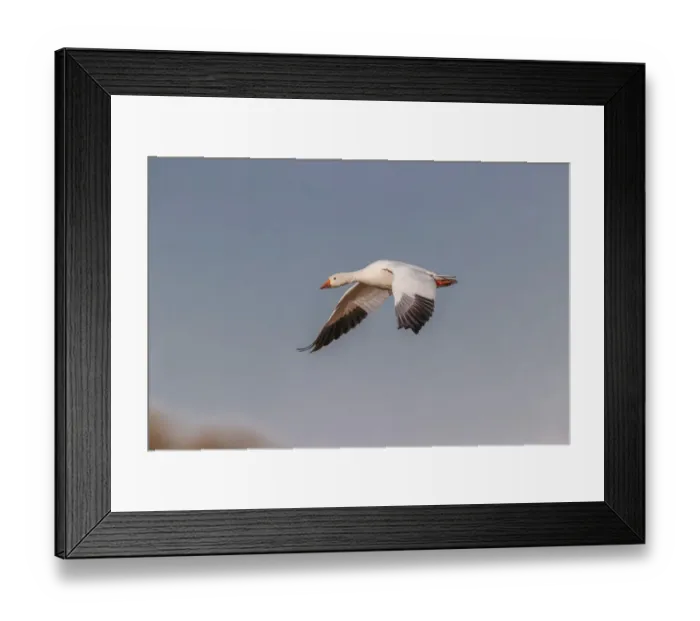 Framed Print : Snow geese flying. Bosque del Apache National Wildlife Refuge, New Mexico Framed Print : Snow geese flying. Bosque del Apache National Wildlife Refuge, New Mexico