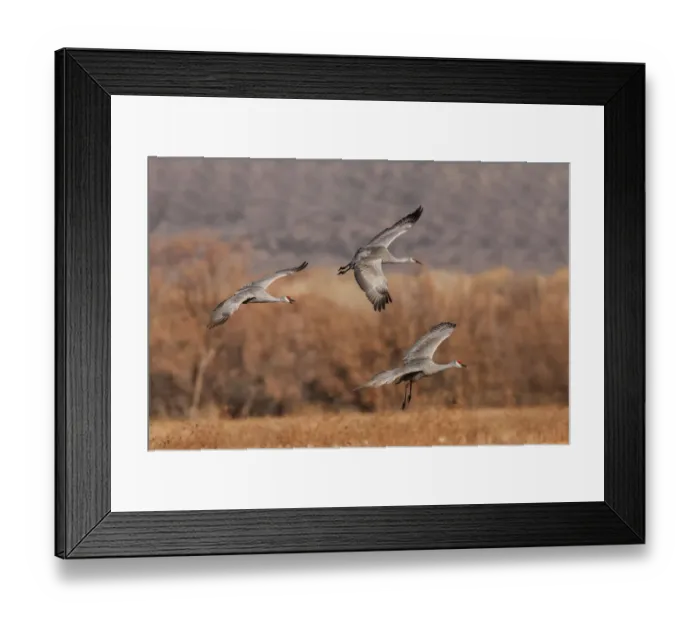 Framed Print : Sandhill crane landing. Bosque del Apache National Wildlife Refuge, New Mexico