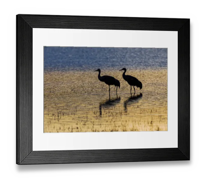 Framed Print : Sandhill cranes silhouetted at sunset. Bosque del Apache National Wildlife Refuge, New Mexico