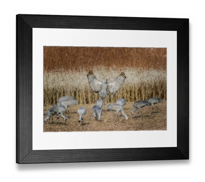 Framed Print : Northern shoveler silhouetted at sunset. Bosque del Apache National Wildlife Refuge, New Mexico Framed Print : Northern shoveler silhouetted at sunset. Bosque del Apache National Wildlife Refuge, New Mexico