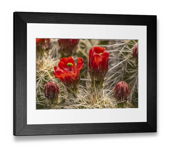 Framed Print : USA, New Mexico, Sandia Mountains. Claret-cup cactus blossoms Framed Print : USA, New Mexico, Sandia Mountains. Claret-cup cactus blossoms