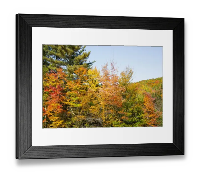 Framed Print : USA, New Hampshire, fall foliage Bretton Woods at base of Mount Washington