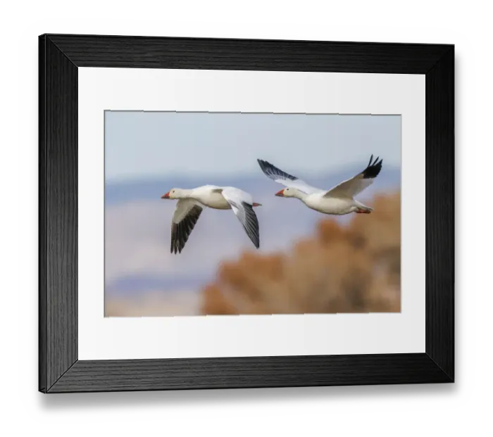 Framed Print : Snow geese flying. Bosque del Apache National Wildlife Refuge, New Mexico