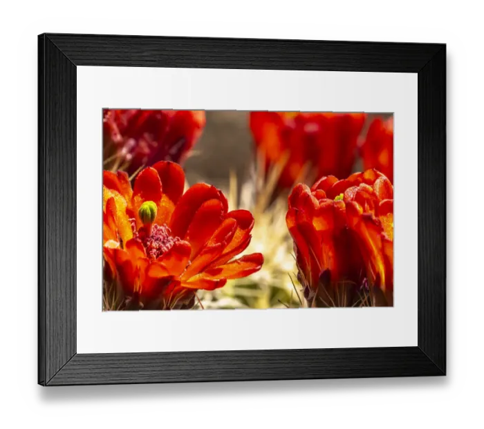 Framed Print : USA, New Mexico, Sandia Mountains. Claret-cup cactus blossoms Framed Print : USA, New Mexico, Sandia Mountains. Claret-cup cactus blossoms