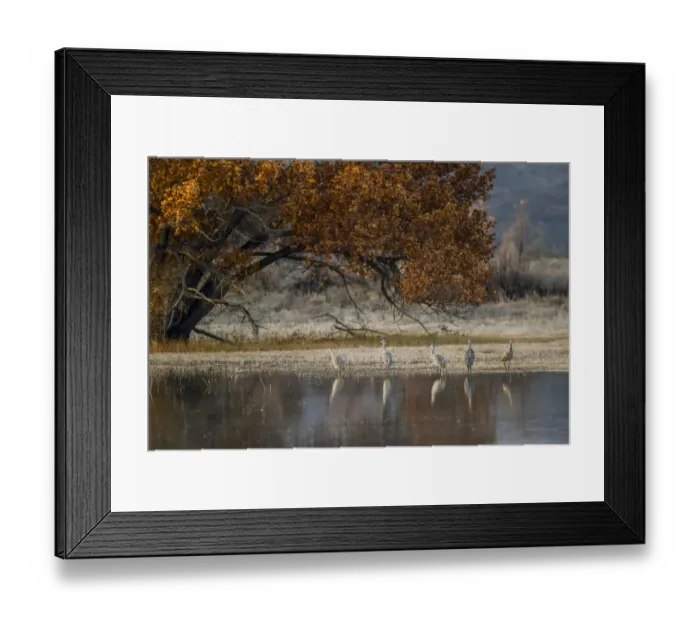 Framed Print : Sandhill cranes and reflection. Bosque del Apache National Wildlife Refuge, New Mexico Framed Print : Sandhill cranes and reflection. Bosque del Apache National Wildlife Refuge, New Mexico