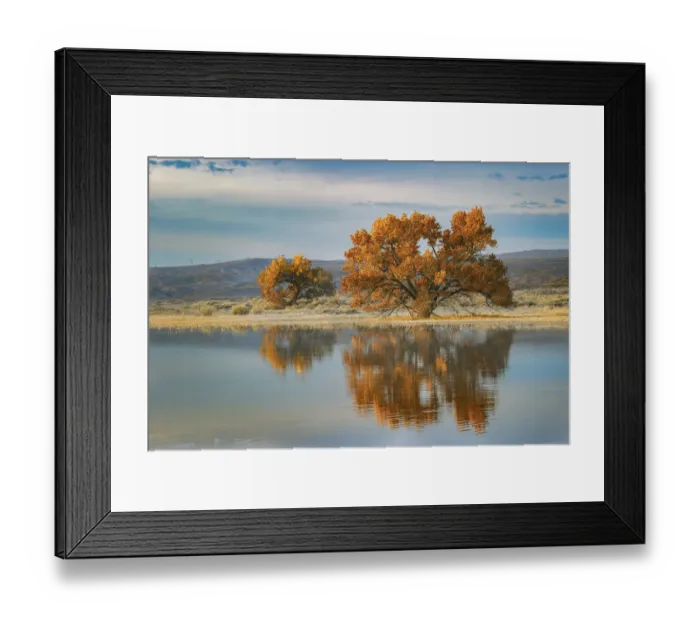 Framed Print : Cottonwood tree reflecting on pond, Bosque del Apache National Wildlife Refuge, New Mexico