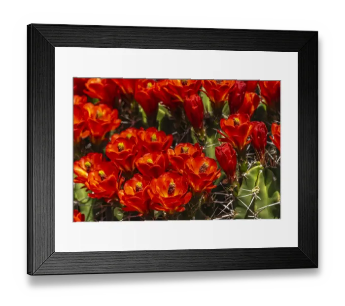 Framed Print : USA, New Mexico, Sandoval County. Claret cup cactus flowers blooming Framed Print : USA, New Mexico, Sandoval County. Claret cup cactus flowers blooming