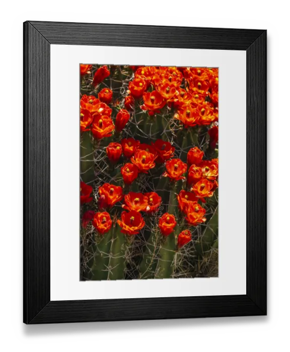 Framed Print : USA, New Mexico, Sandoval County. Claret cup cactus flowers blooming