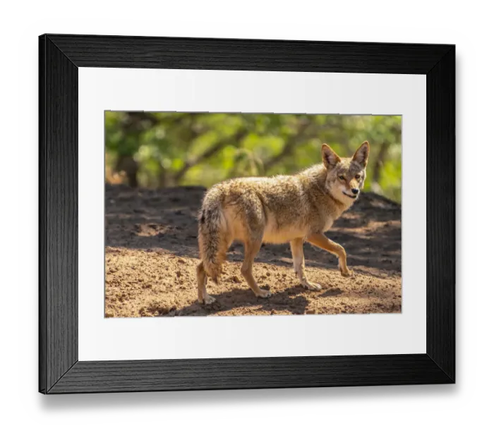 Framed Print : USA, New Mexico. Close-up of coyote Framed Print : USA, New Mexico. Close-up of coyote
