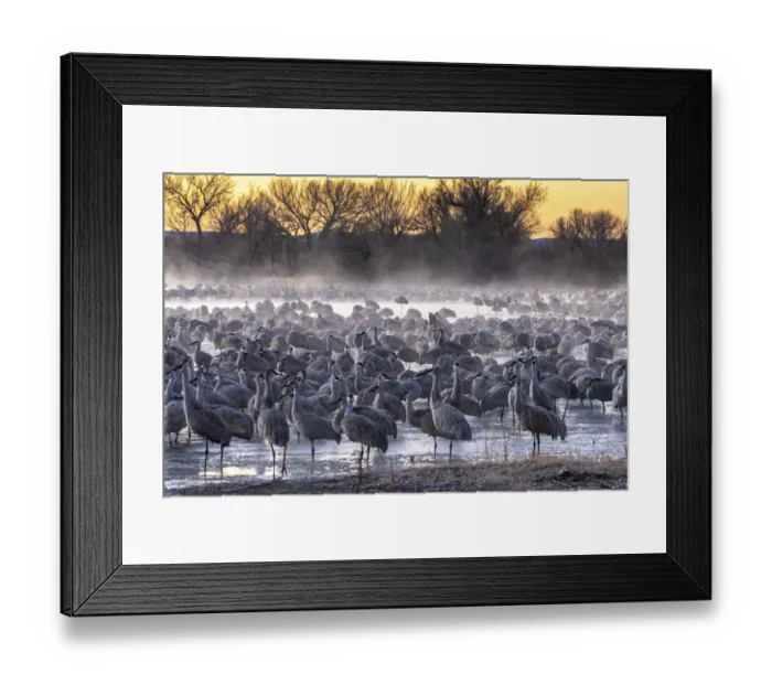 Framed Print : USA, New Mexico, Bernardo Wildlife Management Area. Sandhill cranes at dawn in partially frozen pond Framed Print : USA, New Mexico, Bernardo Wildlife Management Area. Sandhill cranes at dawn in partially frozen pond