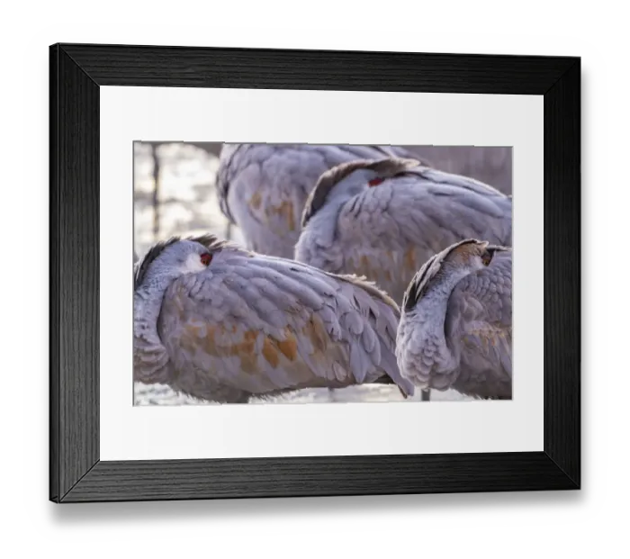 Framed Print : USA, New Mexico, Bernardo Wildlife Management Area. Sandhill cranes sleeping at dawn Framed Print : USA, New Mexico, Bernardo Wildlife Management Area. Sandhill cranes sleeping at dawn