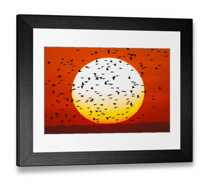 Framed Print : Red-winged blackbird flock silhouetted in front of giant sun ball. Bosque del Apache National Wildlife Refuge, New Mexico