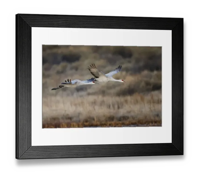 Framed Print : Sandhill crane flying. Bosque del Apache National Wildlife Refuge, New Mexico