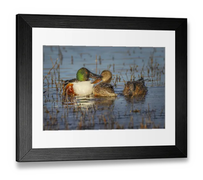Framed Print : Male with two female Northern shovelers, Bosque del Apache National Wildlife Refuge, New Mexico Framed Print : Male with two female Northern shovelers, Bosque del Apache National Wildlife Refuge, New Mexico