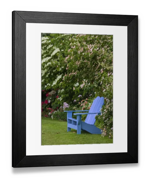 Framed Print : Colorful blue wooden chair in garden, Schreiner Iris Gardens, Salem, Oregon Framed Print : Colorful blue wooden chair in garden, Schreiner Iris Gardens, Salem, Oregon