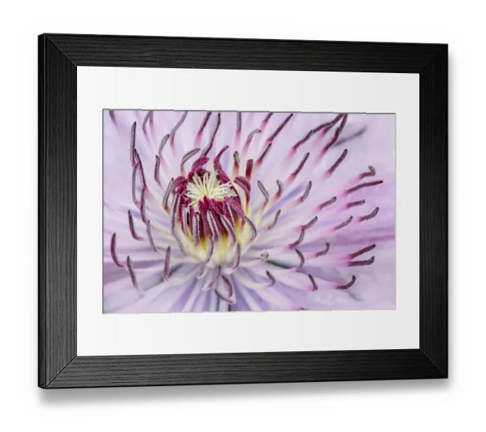 Framed Print : Close-up of clematis flower, Schreiner Iris Gardens, Salem, Oregon