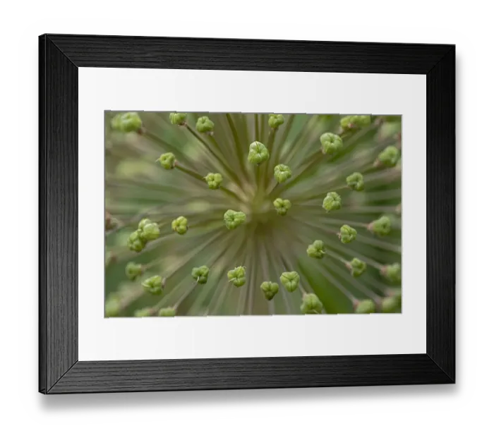 Framed Print : Flower pattern, Schreiner Iris Gardens, Salem, Oregon Framed Print : Flower pattern, Schreiner Iris Gardens, Salem, Oregon