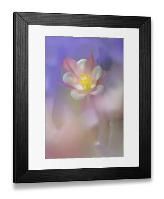 Framed Print : Soft focus Columbine flower, Salem, Oregon Framed Print : Soft focus Columbine flower, Salem, Oregon