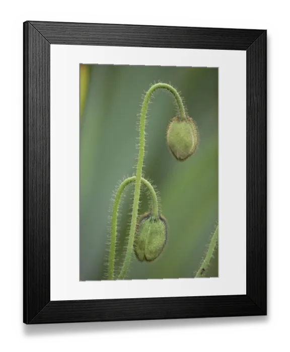 Framed Print : Unopened poppy blossoms, Schreiner Iris Gardens, Salem, Oregon Framed Print : Unopened poppy blossoms, Schreiner Iris Gardens, Salem, Oregon