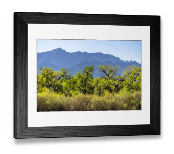 Framed Print : USA, New Mexico. Sandia Mountains and cottonwood trees in early spring Framed Print : USA, New Mexico. Sandia Mountains and cottonwood trees in early spring