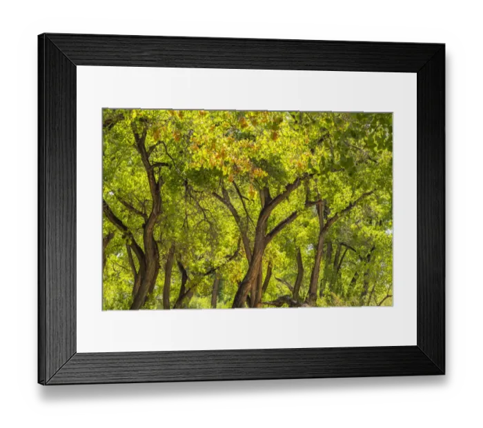 Framed Print : USA, New Mexico, Rio Rancho Bosque. Cottonwood trees backlit in spring