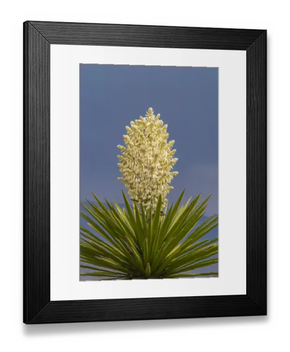 Framed Print : USA, New Mexico, Sandoval County. Yucca plant in bloom Framed Print : USA, New Mexico, Sandoval County. Yucca plant in bloom
