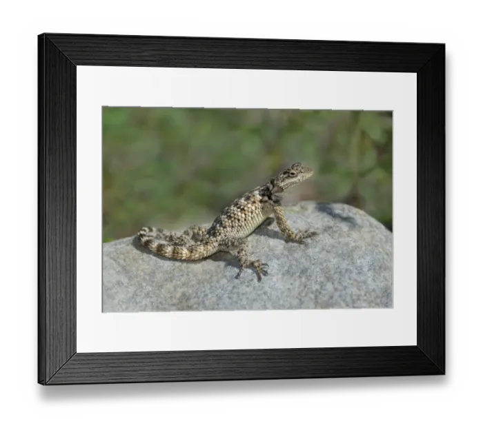 Framed Print : USA, New Mexico. Crevice spiny lizard on rock Framed Print : USA, New Mexico. Crevice spiny lizard on rock