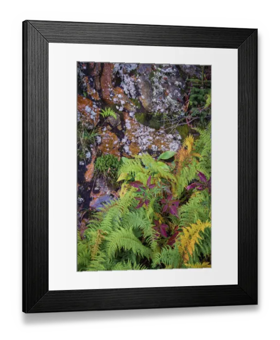 Framed Print : Ferns by rockface, Blue Ridge Parkway, Smoky Mountains, USA