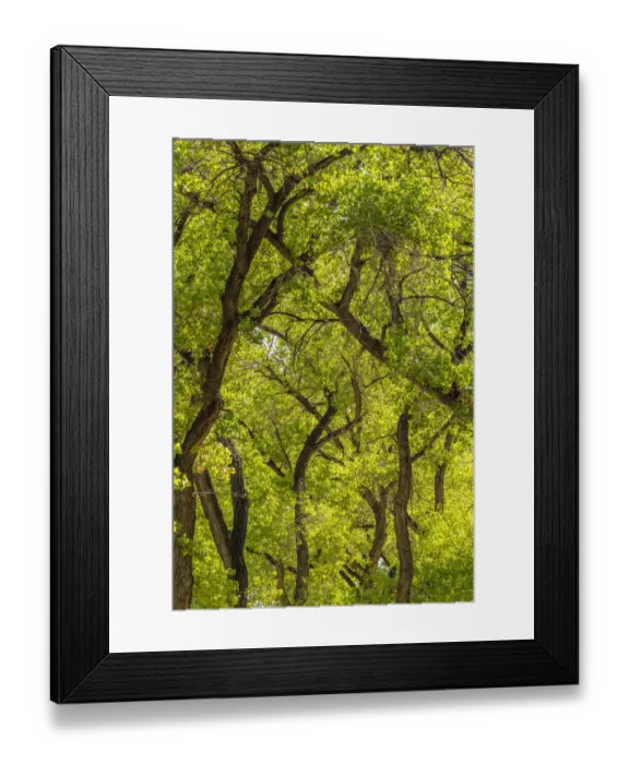 Framed Print : USA, New Mexico, Rio Rancho Bosque. Cottonwood trees backlit in spring