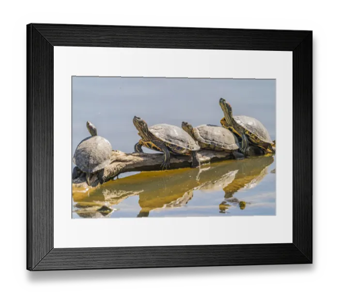 Framed Print : USA, New Mexico, Rio Grande Nature Center State Park. Red-eared slider turtles resting on log Framed Print : USA, New Mexico, Rio Grande Nature Center State Park. Red-eared slider turtles resting on log
