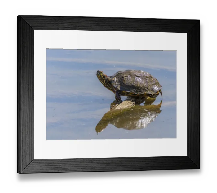 Framed Print : USA, New Mexico, Rio Grande Nature Center State Park. Red-eared slider turtle resting on log