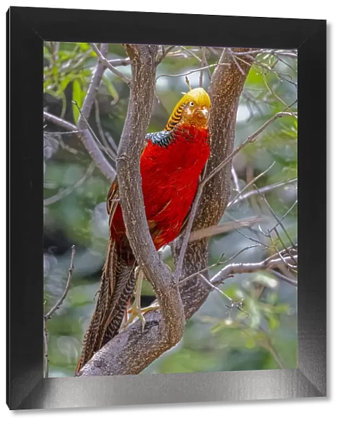 USA, New Mexico, Alamogordo, Alameda Park Zoo. Golden male pheasant in tree