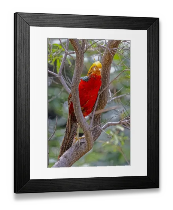 Framed Print : USA, New Mexico, Alamogordo, Alameda Park Zoo. Golden male pheasant in tree Framed Print : USA, New Mexico, Alamogordo, Alameda Park Zoo. Golden male pheasant in tree