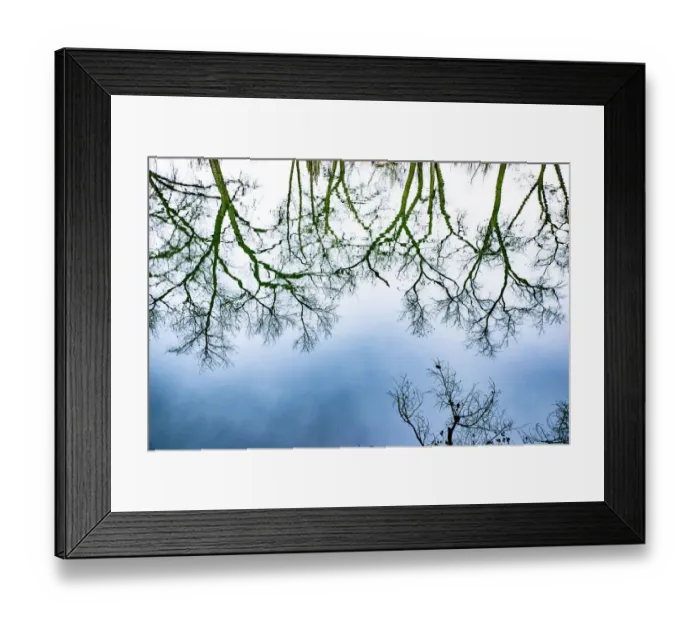 Framed Print : Santa Fe, New Mexico, USA. Old oak tree branches in water Framed Print : Santa Fe, New Mexico, USA. Old oak tree branches in water