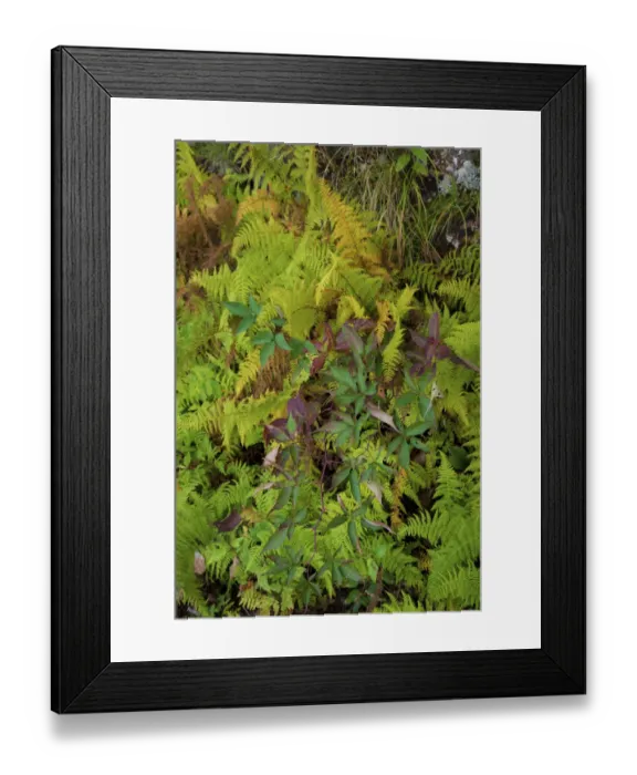 Framed Print : Ferns, Blue Ridge Parkway, Smoky Mountains, USA Framed Print : Ferns, Blue Ridge Parkway, Smoky Mountains, USA