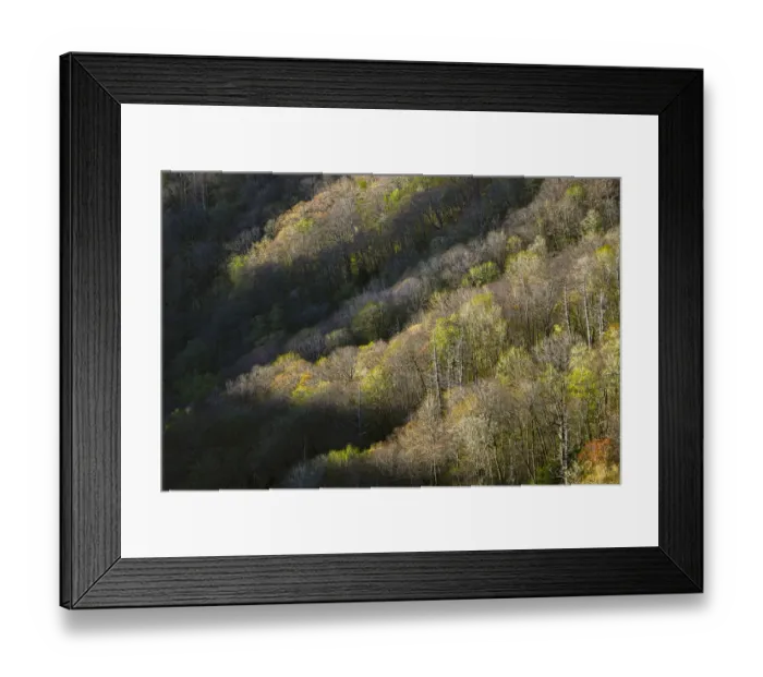 Framed Print : First light in the morning on early spring trees, Oconaluftee Valley, Great Smoky Mountains National Park, North Carolina